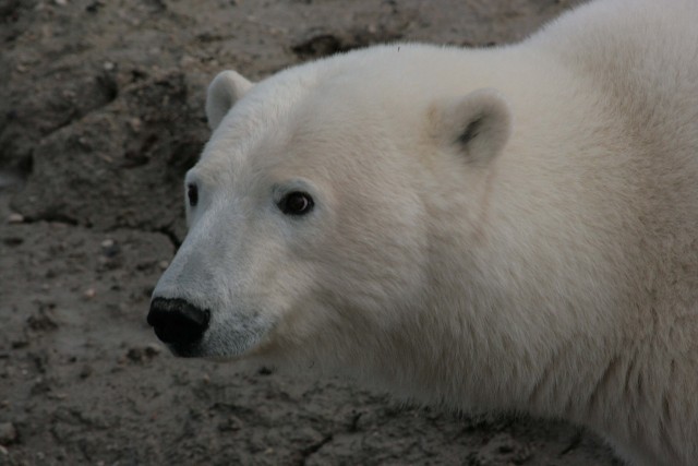 A polar bear in Churchill, Canada.