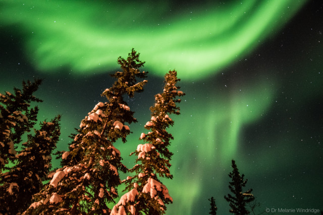 Aurora over snow-covered firs in Arctic Canada. 