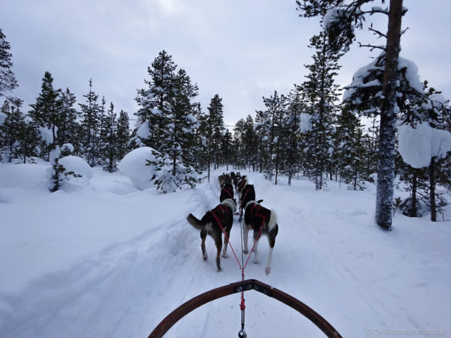 Dog sledding out through the forest from the Icehotel, Sweden.