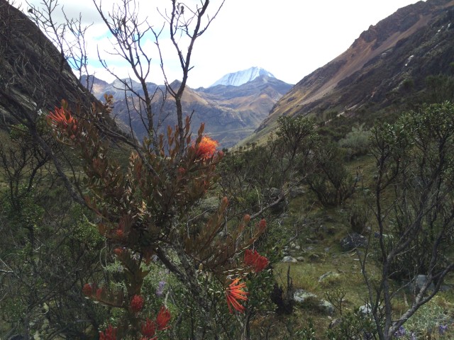Orange flowers in the Cordillera Blanca, Peru, with Ranrapalca in the background.