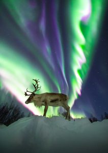 Reindeer aurora northern lights Adrien Mauduit